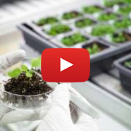Arabidopsis thaliana plants