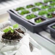 Arabidopsis thaliana plants
