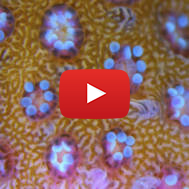 A fragment of a Israeli coral. (AP Photo/Ariel Schalit)