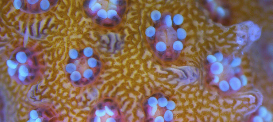 A fragment of a Israeli coral. (AP Photo/Ariel Schalit)
