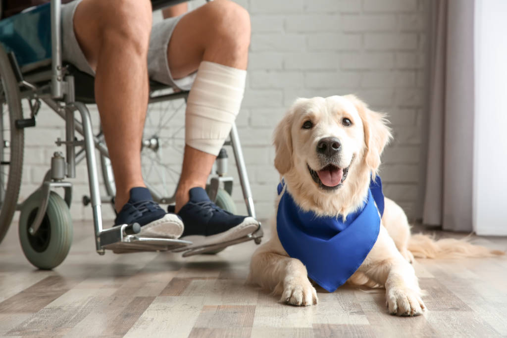 Israeli service dogs assist former IDF soldiers. (shutterstock)