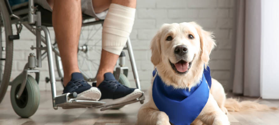 Israeli service dogs assist former IDF soldiers. (shutterstock)