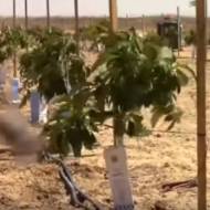 Avacado gaza border