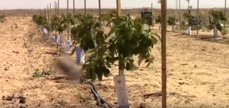Avacado gaza border