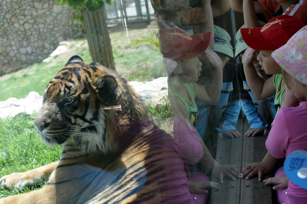 Jerusalem's Biblical Zoo. (Kobi Gideon/FLASH90)