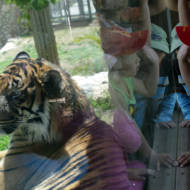 Jerusalem's Biblical Zoo. (Kobi Gideon/FLASH90)