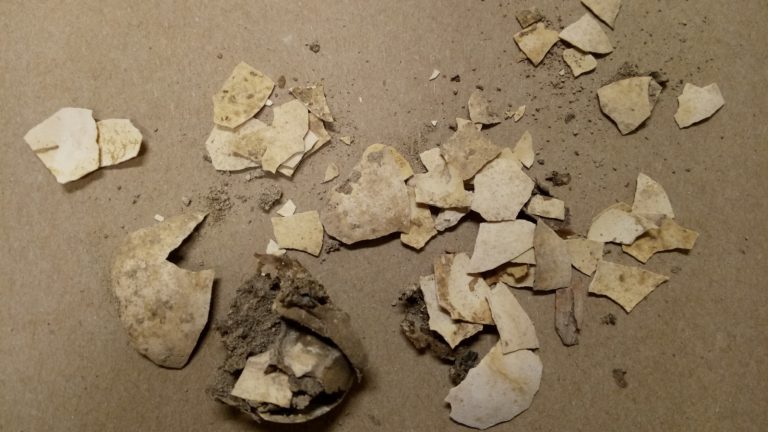 Bible-era chicken egg fragments