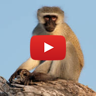 Vervet monkey. (shutterstock)
