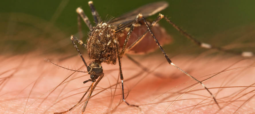Mosquito