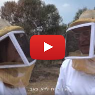 Israeli honey bees