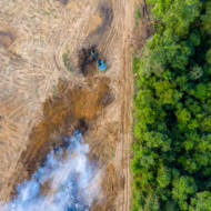 Deforestation in the Amazon rainforest
