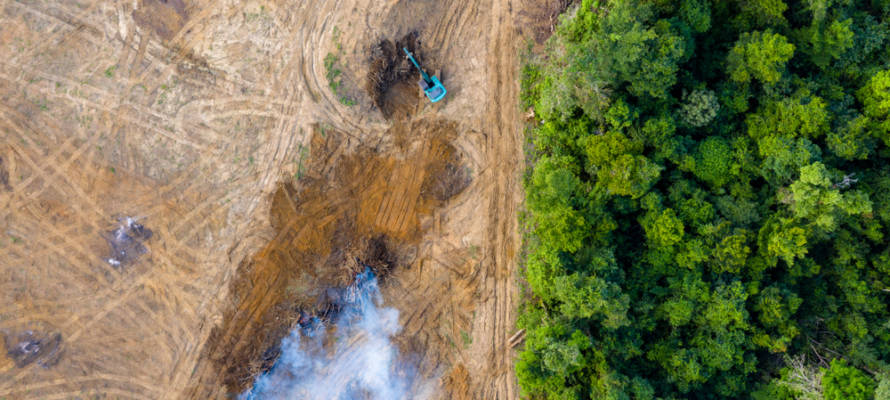 Deforestation in the Amazon rainforest