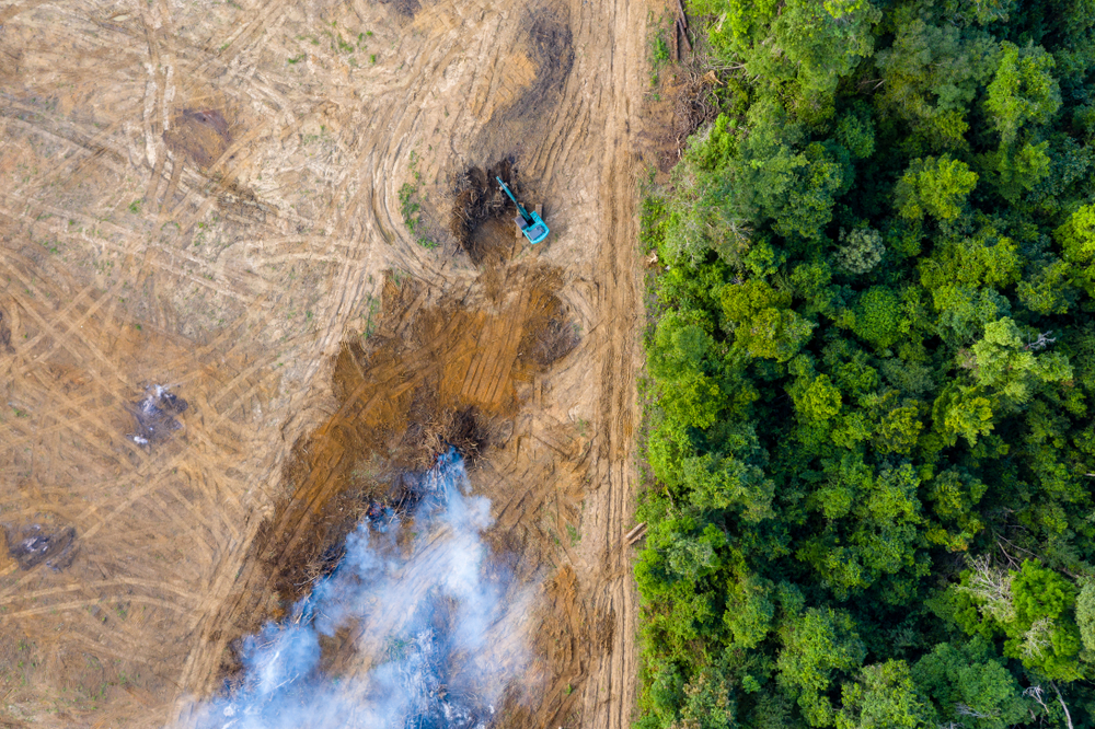 Deforestation in the Amazon rainforest