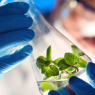 regenerative medicine from plants