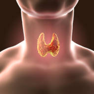 Thyroid gland (Shutterstock)
