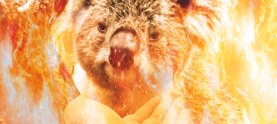 Koala in Australian wildfire (Shutterstock)