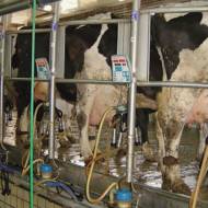 Afimilk