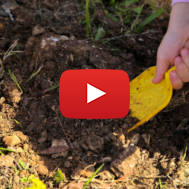 Planting on Tu Beshvat