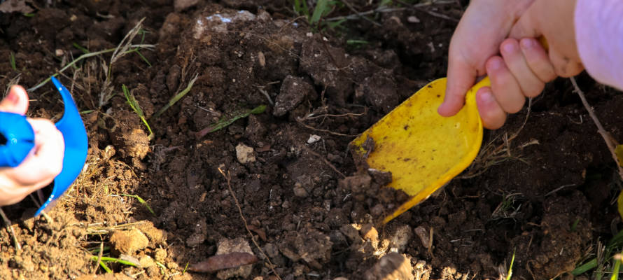 Planting on Tu Beshvat