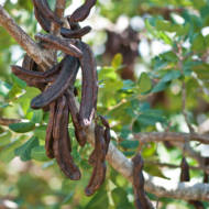 ripe carob tree