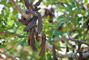 ripe carob tree