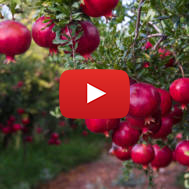 Pomegranate trees