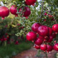 Pomegranate trees