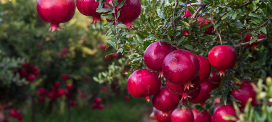 Pomegranate trees