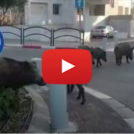 wild boars haifa