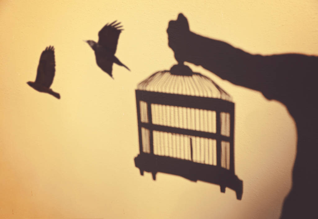 set birds free