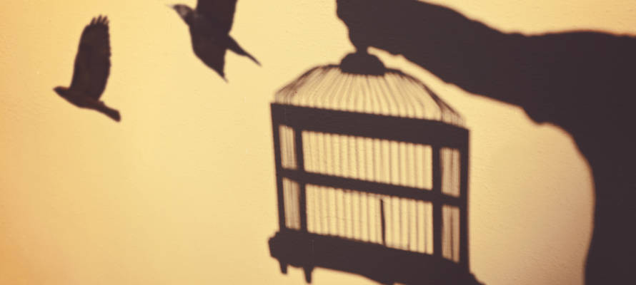 set birds free