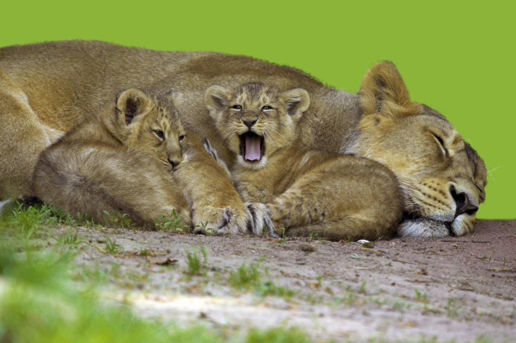 Lion cubs