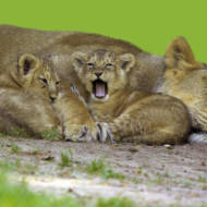 Lion cubs
