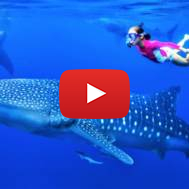 Whale shark