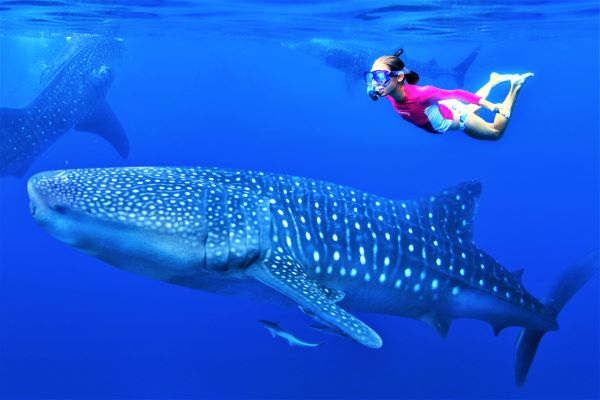 Whale shark