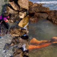 Israel Mermaids