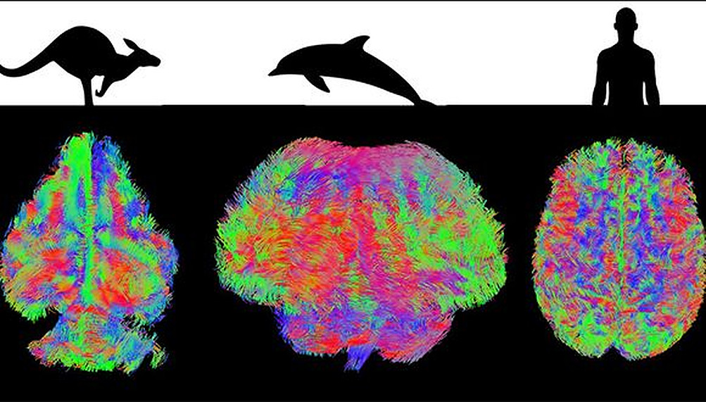 MRI of different mammal brains