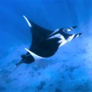 Giant manta ray