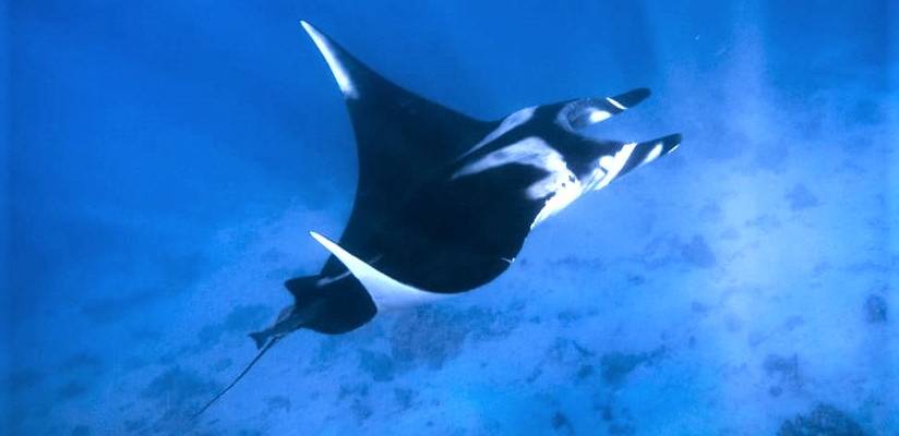 Giant manta ray