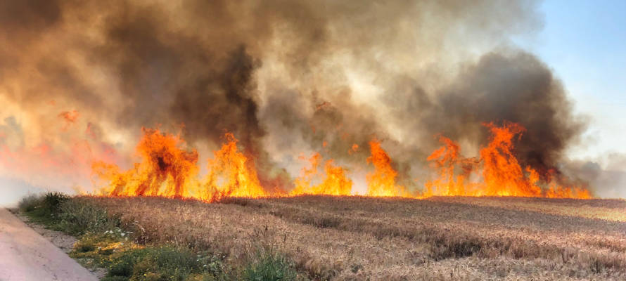 Palestinian Arson Terror