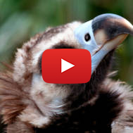 Baby vulture
