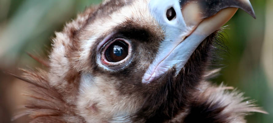 Baby vulture