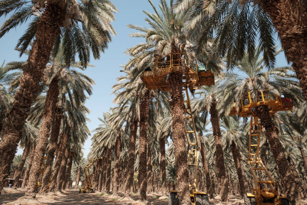 Israel Date Trees