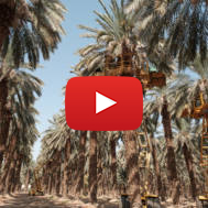 Israel Date Trees