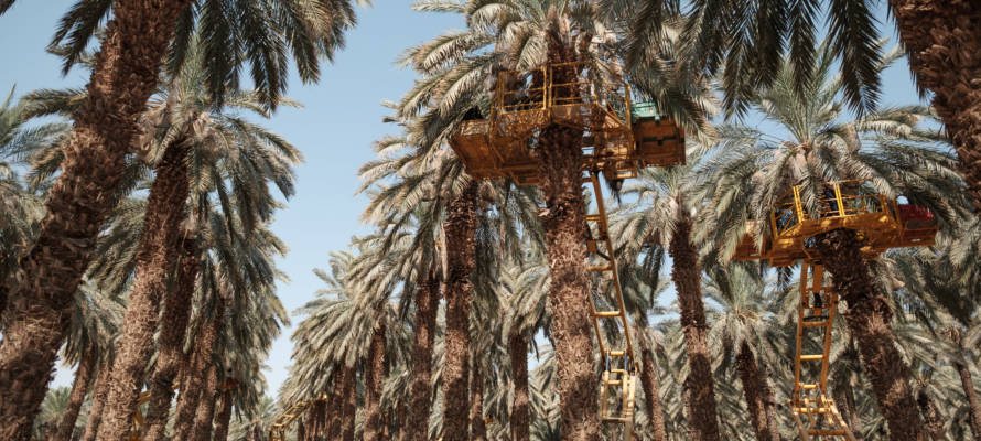 Israel Date Trees