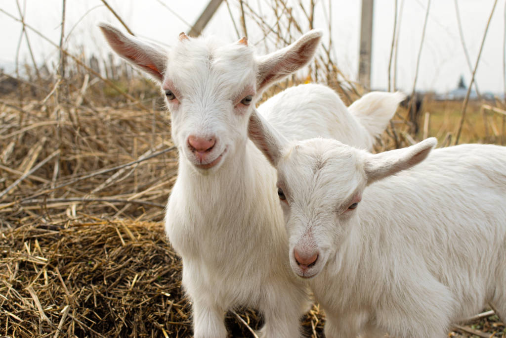 two goats