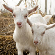 two goats