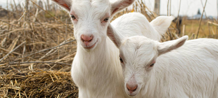 two goats