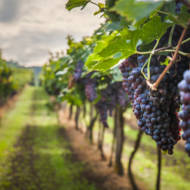 Grapes