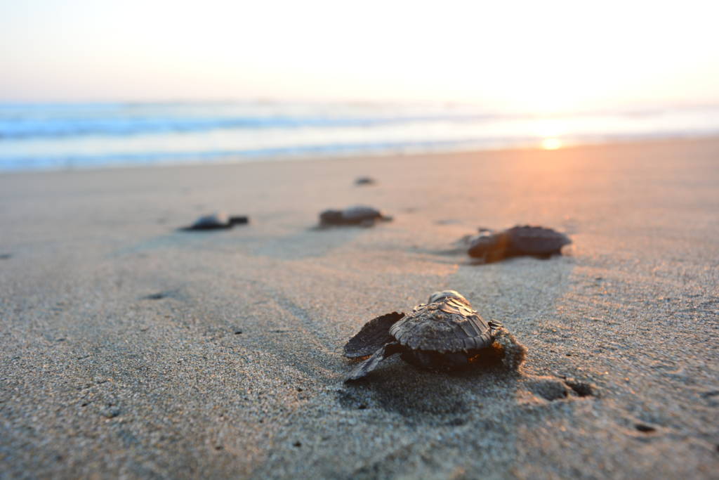 Sea Turtle